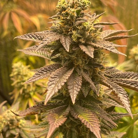 Purple Crash growlog timeline photo