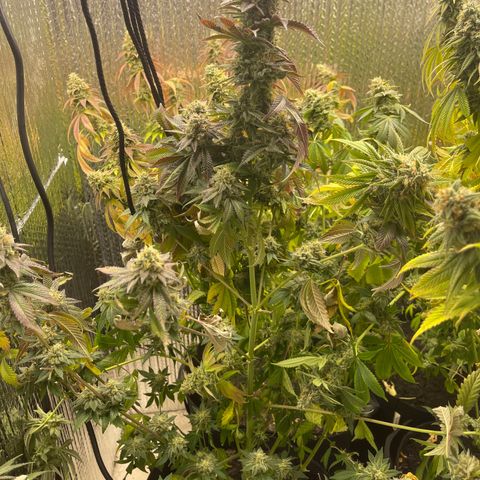 Purple Crash growlog timeline photo