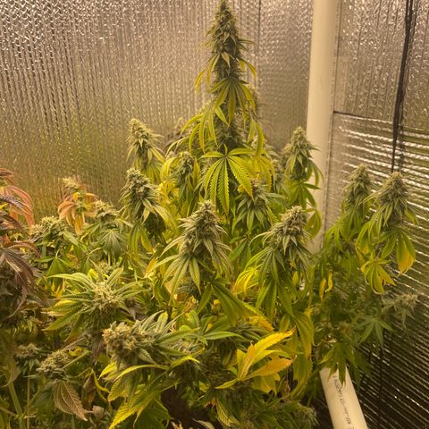 Purple Crash growlog timeline photo