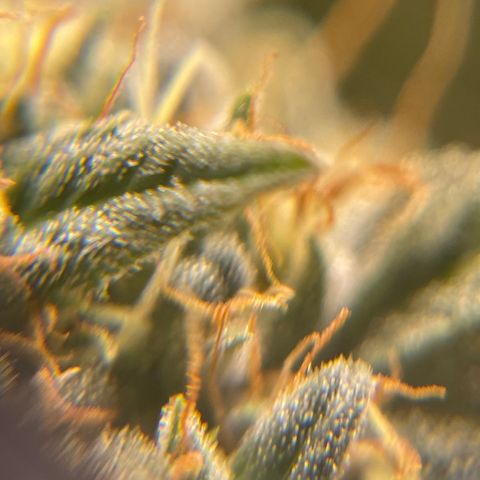 Purple Crash growlog timeline photo