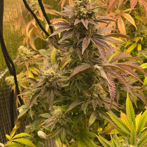 Purple Crash growlog timeline photo