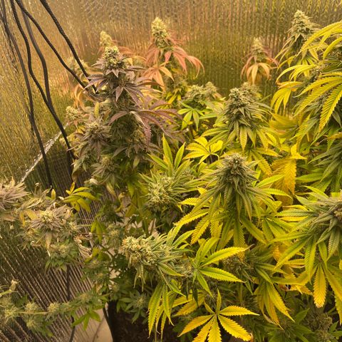 Purple Crash growlog timeline photo