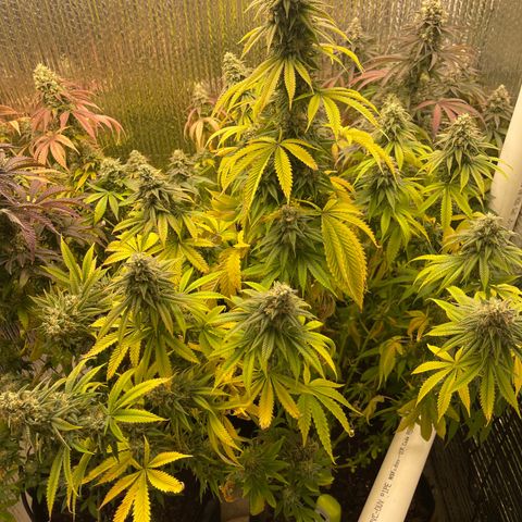 Purple Crash growlog timeline photo
