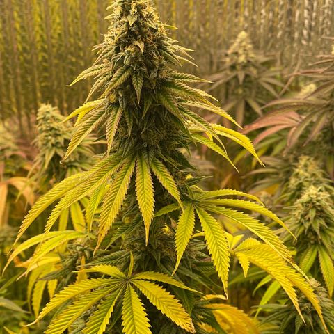 Purple Crash growlog timeline photo