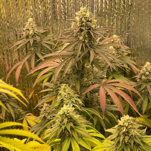 Purple Crash growlog timeline photo