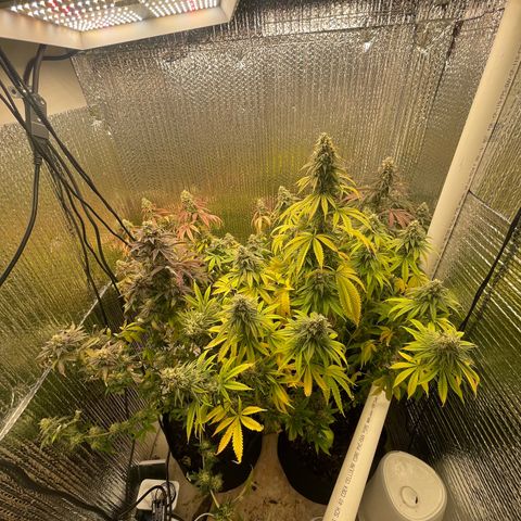 Purple Crash growlog timeline photo