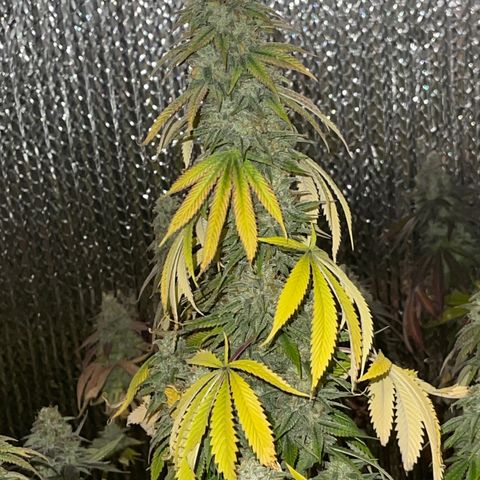 Purple Crash growlog timeline photo