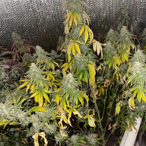 Purple Crash growlog timeline photo