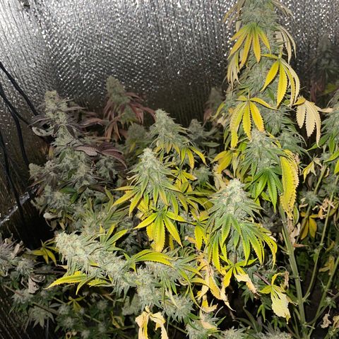 Purple Crash growlog timeline photo