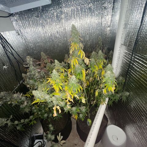 Purple Crash growlog timeline photo