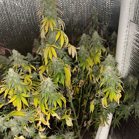 Purple Crash growlog timeline photo