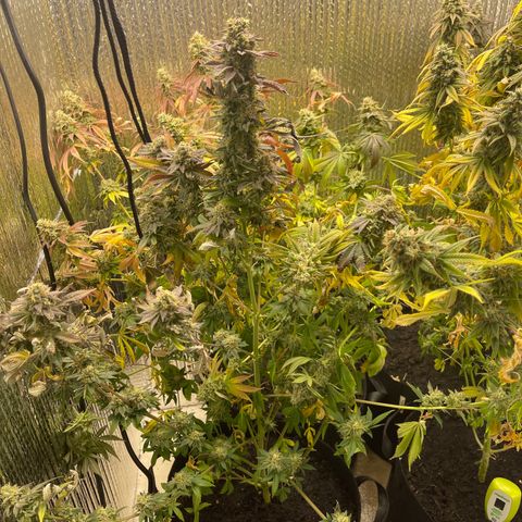 Purple Crash growlog timeline photo