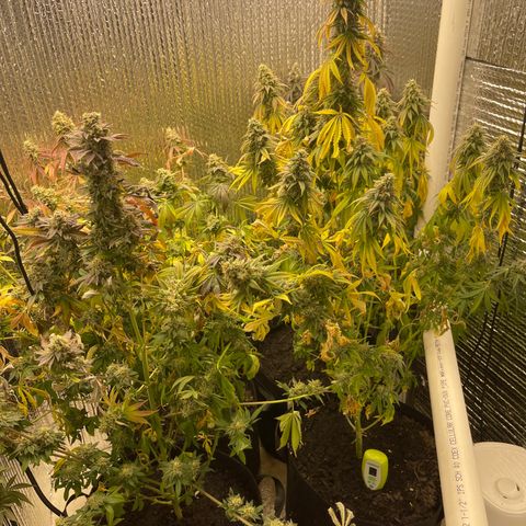 Purple Crash growlog timeline photo