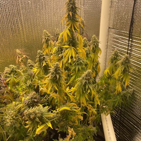 Purple Crash growlog timeline photo