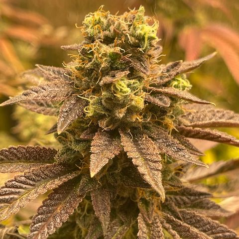 Purple Crash growlog timeline photo