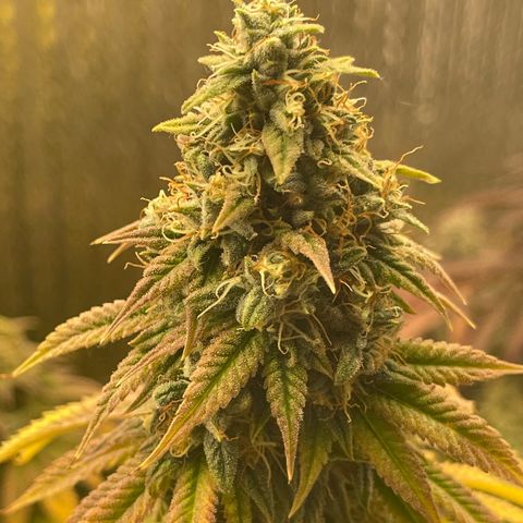 Purple Crash growlog timeline photo
