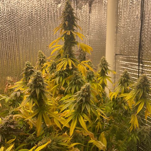 Purple Crash growlog timeline photo