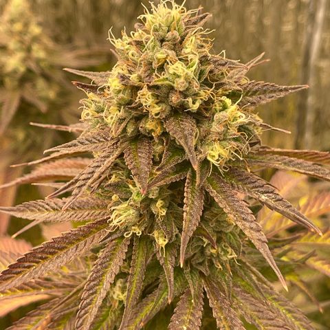 Purple Crash growlog timeline photo
