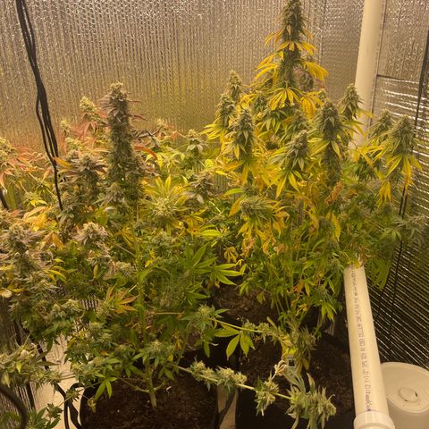 Purple Crash growlog timeline photo
