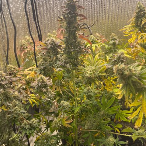 Purple Crash growlog timeline photo