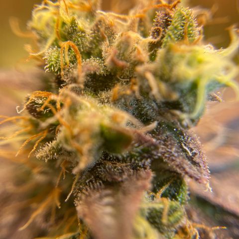 Purple Crash growlog timeline photo