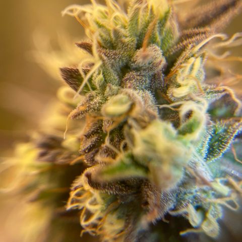 Purple Crash growlog timeline photo