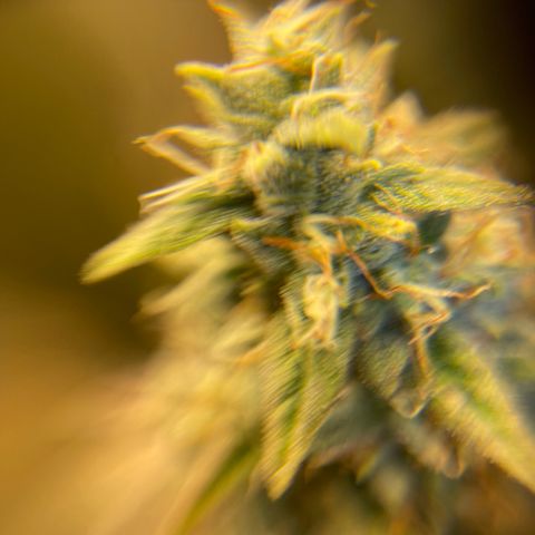 Purple Crash growlog timeline photo