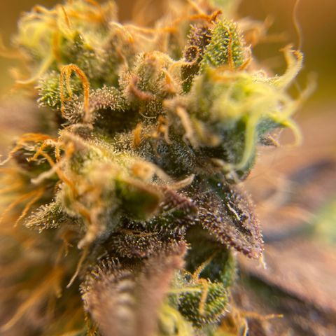 Purple Crash growlog timeline photo