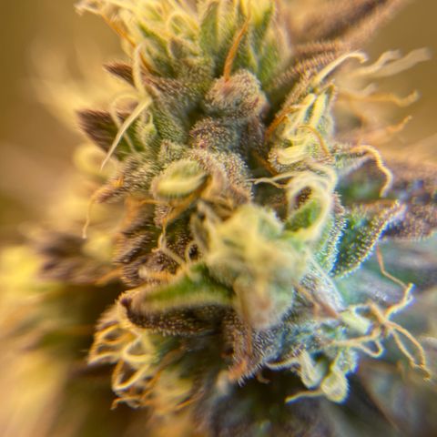 Purple Crash growlog timeline photo