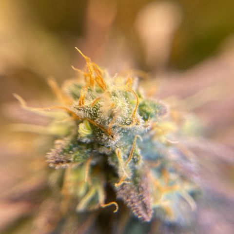 Purple Crash growlog timeline photo