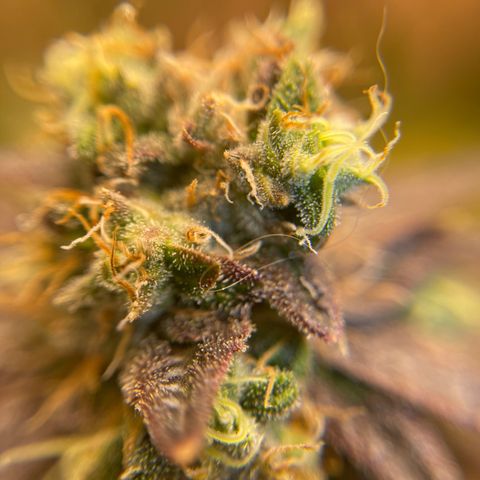 Purple Crash growlog timeline photo