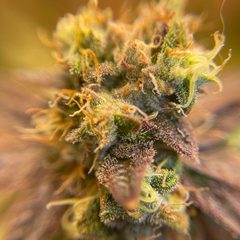 Purple Crash growlog timeline photo