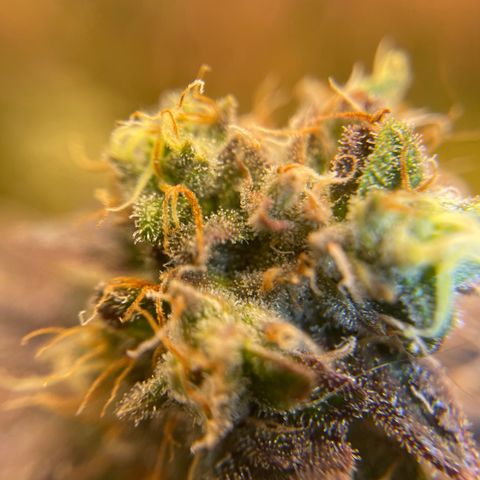 Purple Crash growlog timeline photo