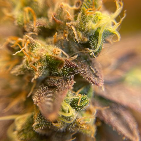 Purple Crash growlog timeline photo