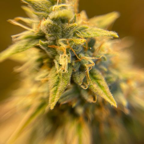 Purple Crash growlog timeline photo