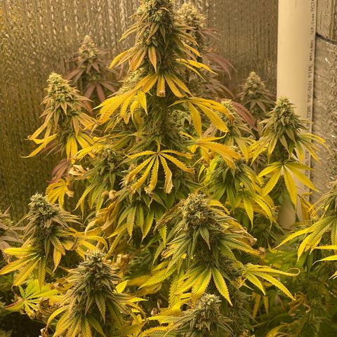 Purple Crash growlog timeline photo