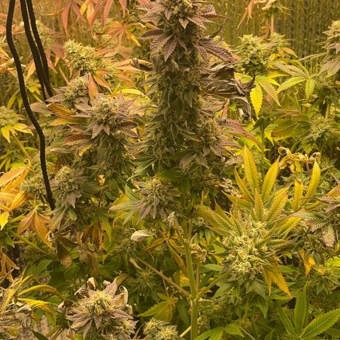 Purple Crash growlog timeline photo