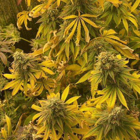 Purple Crash growlog timeline photo