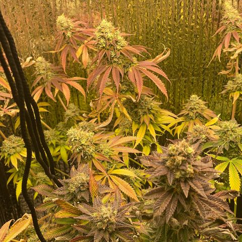 Purple Crash growlog timeline photo