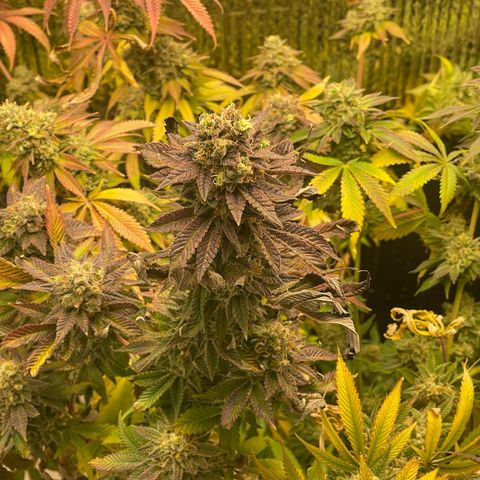 Purple Crash growlog timeline photo