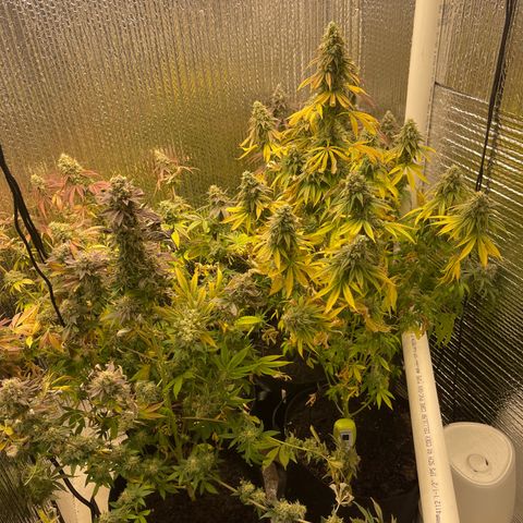 Purple Crash growlog timeline photo