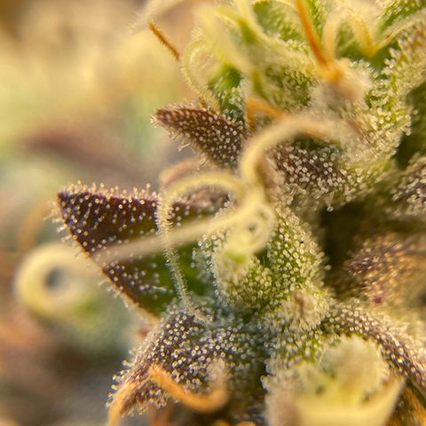 Purple Crash growlog timeline photo