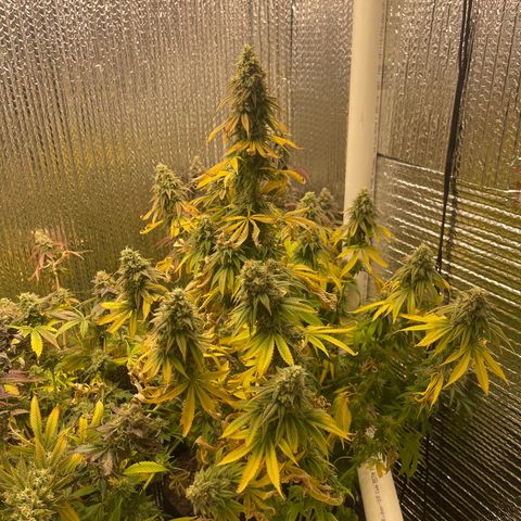 Purple Crash growlog timeline photo