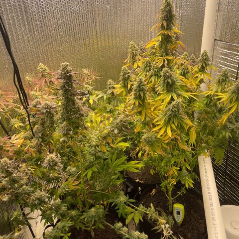 Purple Crash growlog timeline photo