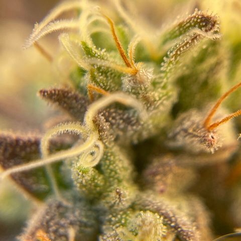 Purple Crash growlog timeline photo