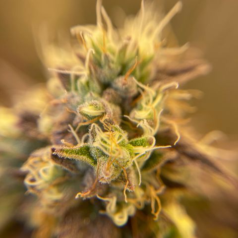 Purple Crash growlog timeline photo