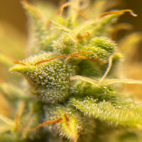 Purple Crash growlog timeline photo