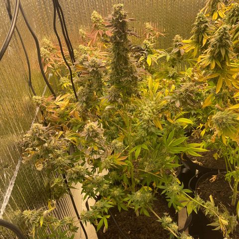 Purple Crash growlog timeline photo