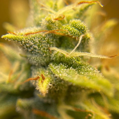 Purple Crash growlog timeline photo