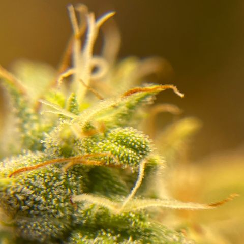 Purple Crash growlog timeline photo